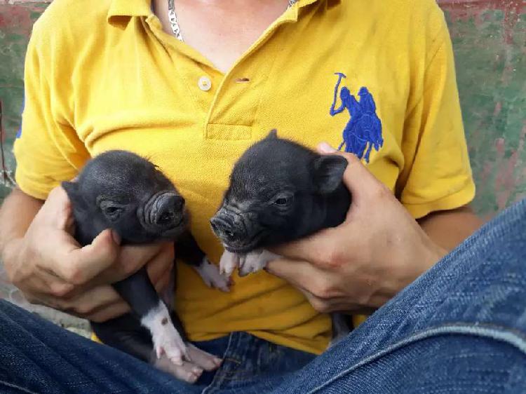 Venta Mini Pig