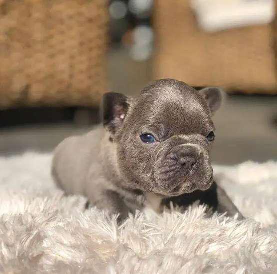 bulldog puppy frances - Color gris, ojos azules - 9 semanas