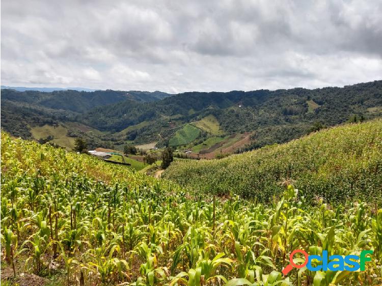 VENDO LOTE EN LA VEREDA LA FLORIDA DE EL CARMEN DE VIBORAL