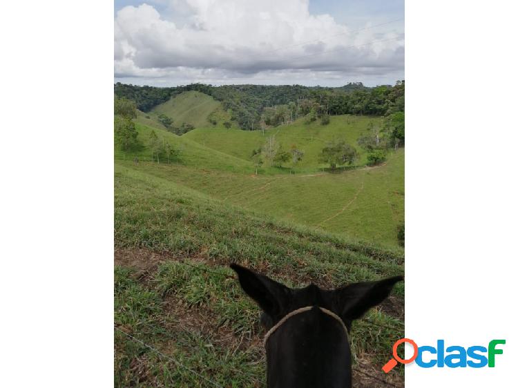 VENTA DE FINCA EN SAN JOSE DEL NUS ANTIOQUIA