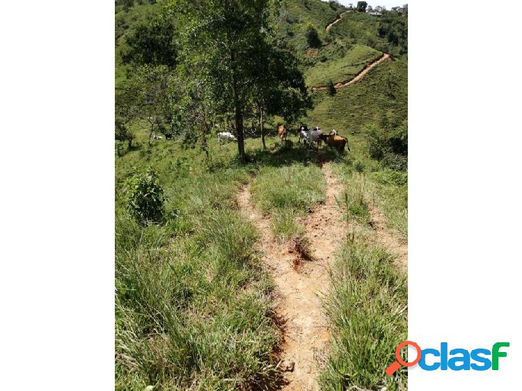 VENTA DE FINCA EN SAN ROQUE ANTIOQUIA