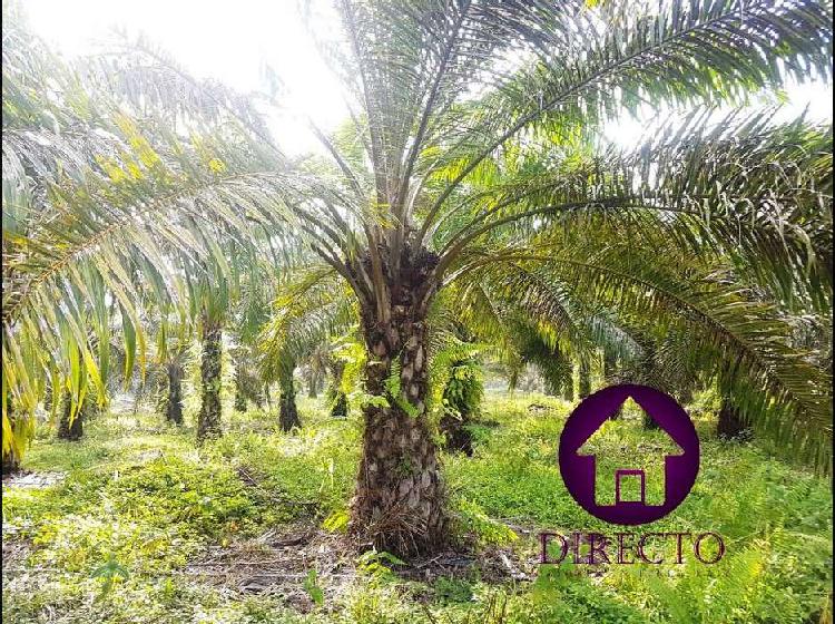 Finca en venta Sabana De Torres - Santander de 23 hectáreas