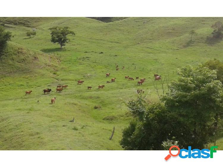 VENDO FINCA GANADERA EN PUERTO BOYACA 375 Has