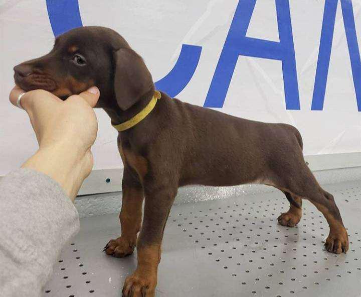 Cacharra doberman diamante