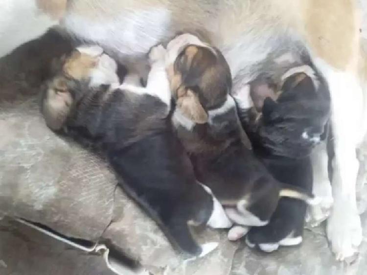 Cachorros beagle de alta calidad