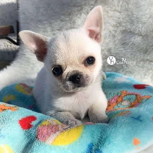 Chihuahua cachorros ¡Exclusivos! adorables y amorosos ideal