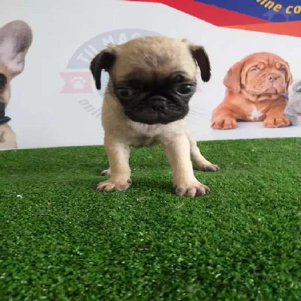 Chiquititos cachorros pug