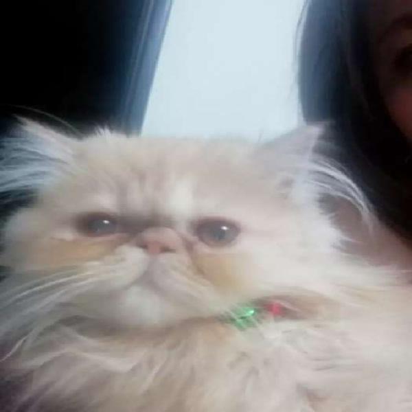 Gato para monta