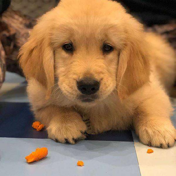golden retriever VENTA DE CACHORROS