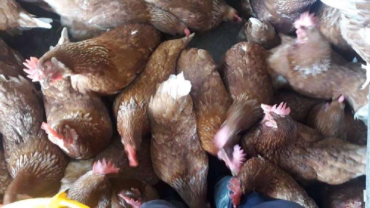 se venden 1.700 gallinas ponedoras de 42 semanas