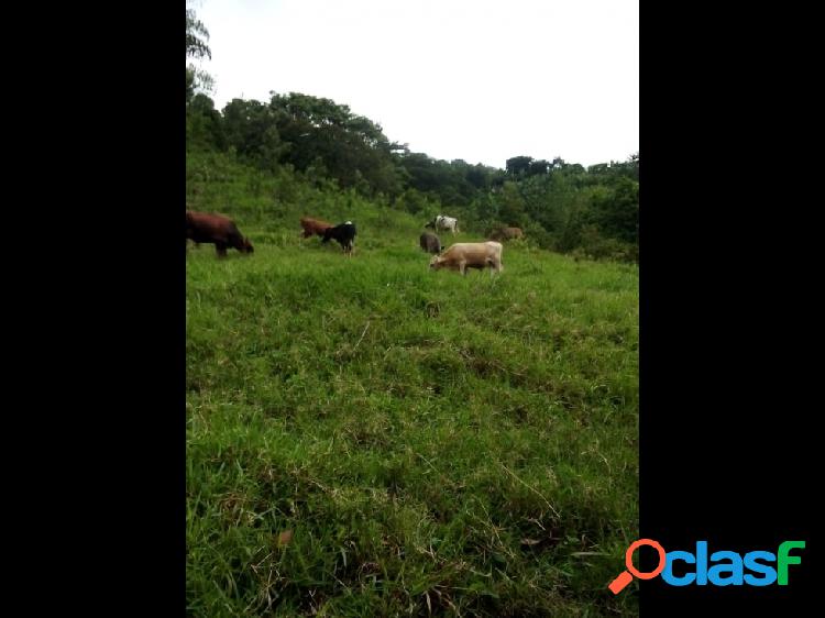 FINCA AGRICOLA VEREDA -BUENAVISTA QUINDIO