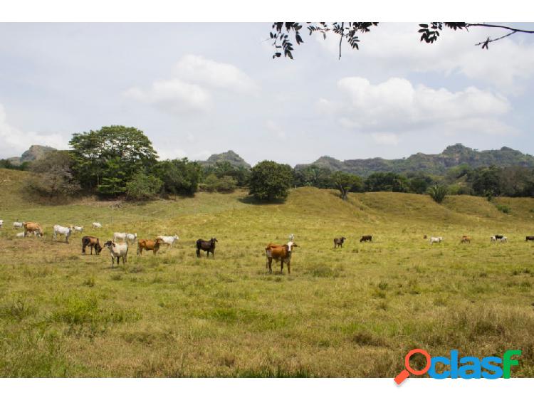 VENTA FINCA GANADERA MARIQUITA TOLIMA