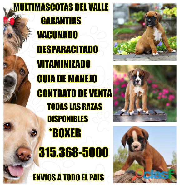 HERMOSOS BOXER EN MULTIMASCOTAS DEL VALLE