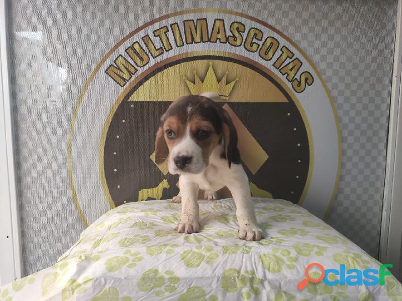 beagle tradicional y verde limon disponibles ya