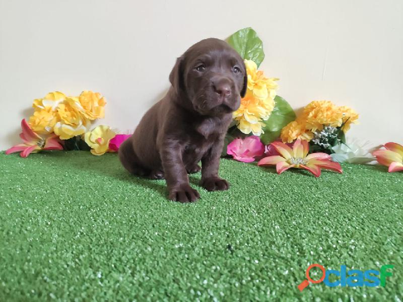 labradores dorados negros y chocolates en ventas