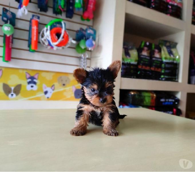 Lindos Cachorros Yorkshire Terrier