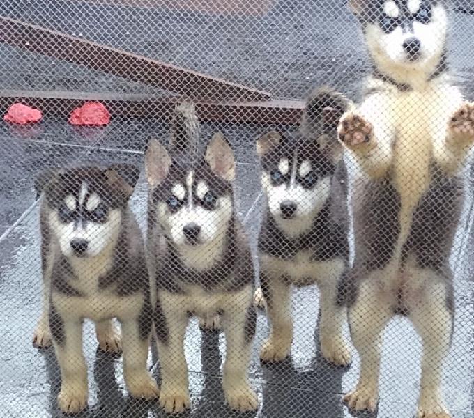 Vendo hermosas cachorras de Husky siberiano