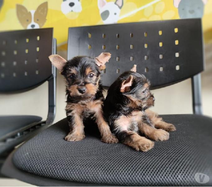 Hermosos cachorritos Yorkshire Terrier