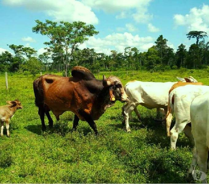 SE VENDE FINCA 380 HECTÁREAS ECONÓMICA PLANA BUCARAMANGA