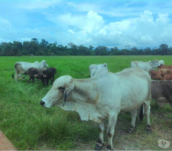 SE VENDE FINCA 70 HECTÁREA PLANA EN SABANA DE TORRES