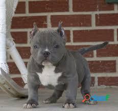 american bully de gran aspecto y estructura