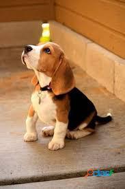 beagle bebes cachorritos super saludables estupenda raza