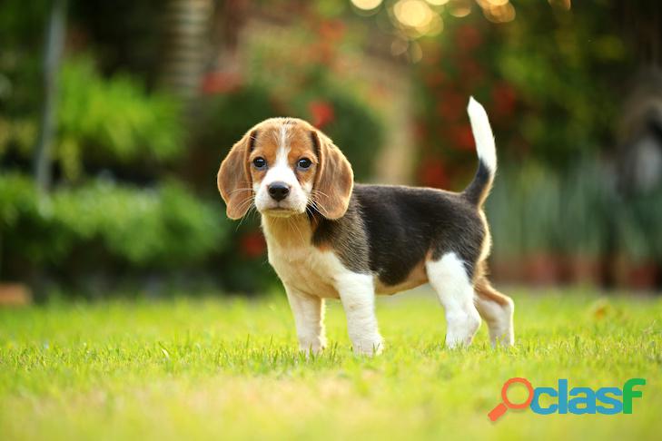 beagle estupendos de 45 dias cachorros documentados
