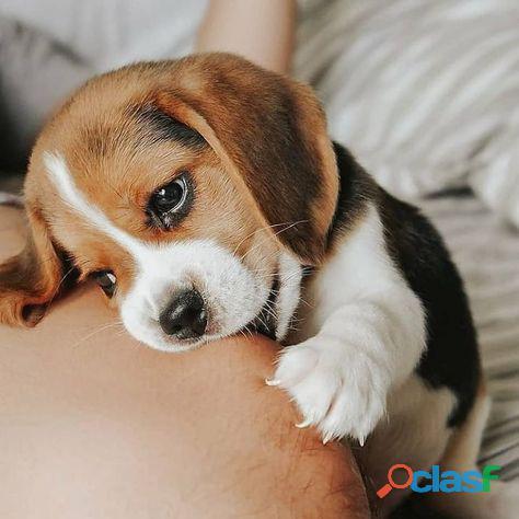 bebes cachorros beagle estupendos super dociles