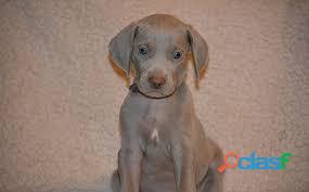 braco weimaraner estupenda raza de imagen admirable