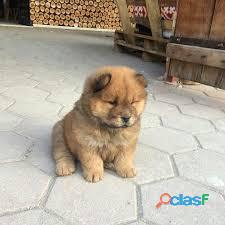 chow chow esplendidos perritos