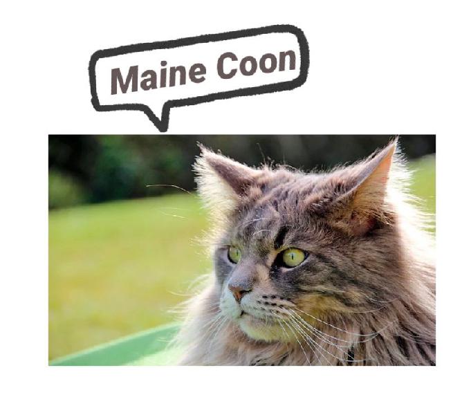 Lindos Gatos Excelentes Maine Coon