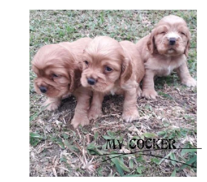 Una Raza Garantizada Cocker Spaniel