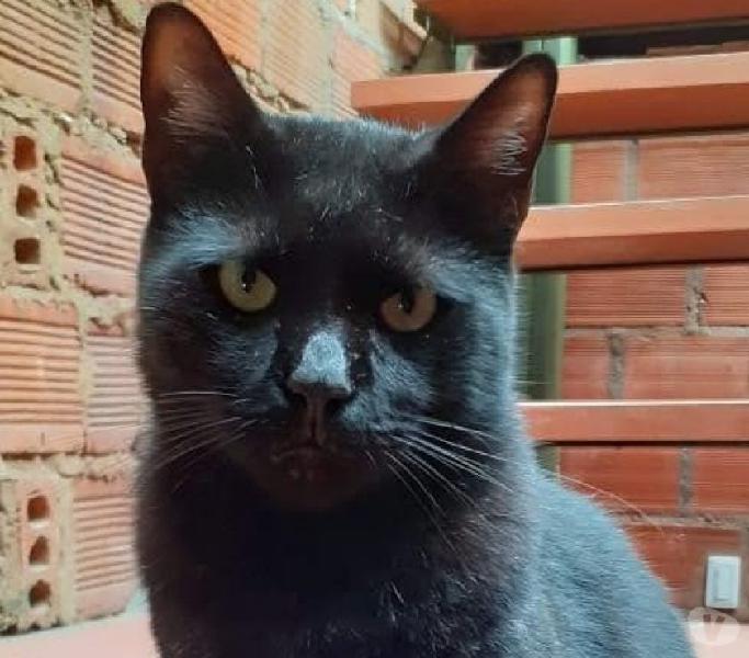 Gato busca un hogar lo dejaron abandonado