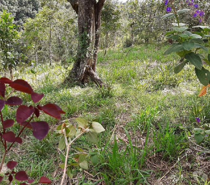 Venta de lotes en la vereda Clarete