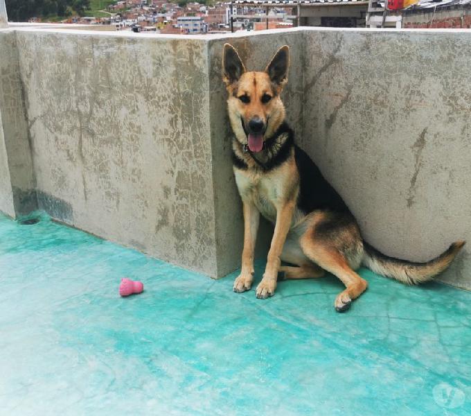 doy en adopción a perra pastor alemán