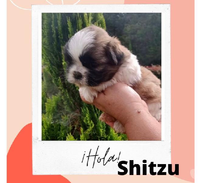 Disponible Raza Mini Cachorros Shitzu