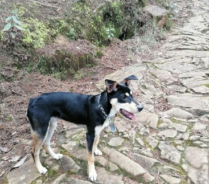 Perro en adopción