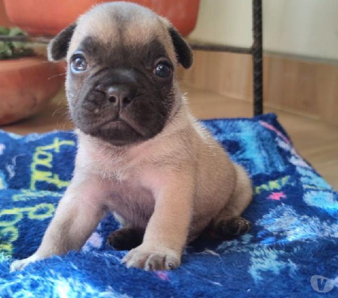 Hermosos Bulldog Frances Mascara Negra Macho Y Hembra