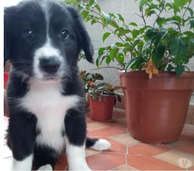 Divino border collie buen precio, entrega inmediata