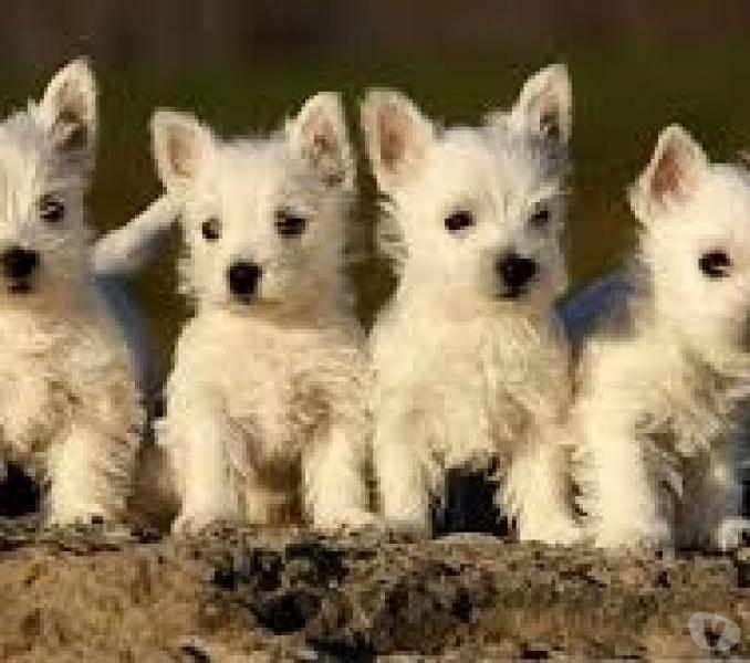 west higland terrier cachorros de extrema pureza unico