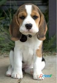 beagle puros de cachorros puros disponible de 45 dias