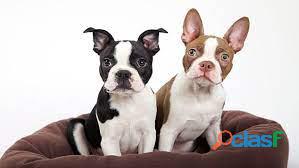 boston terrier disponibles ejemplares negros y chocolates