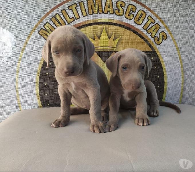 plateados weimaraner en venta