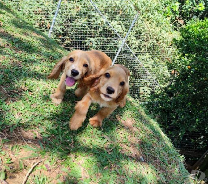 TIERNOS Cocker Spaniel CON SUS GARANTIAS POR ESCRITO