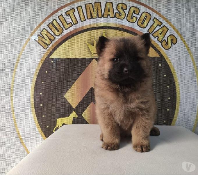 CHOW CHOW DISPONIBLE PARA ENTREGA INMEDIATA