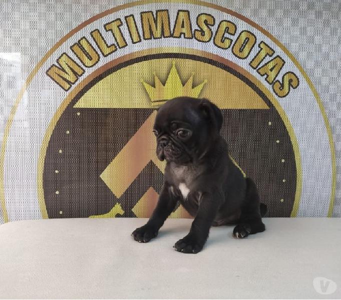 PUG DISPONIBLE