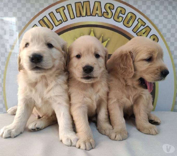 GOLDEN RETRIEVER DISPONIBLE, PARA ENTREGA INMEDIATA