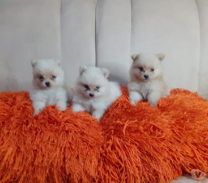 POMERANIA DISPONIBLE PARA ENTREGA INMEDIATA