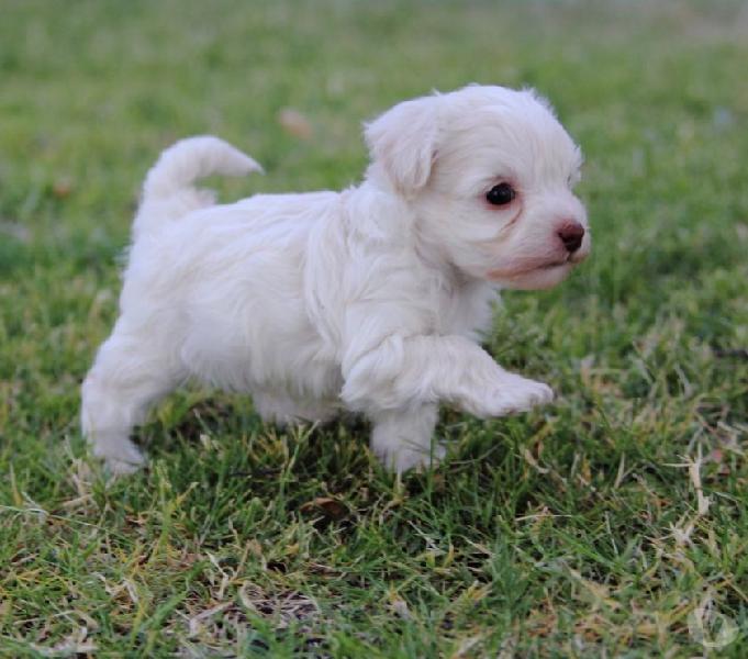 FRENCH POODLE MINI TOY DISPONIBLE