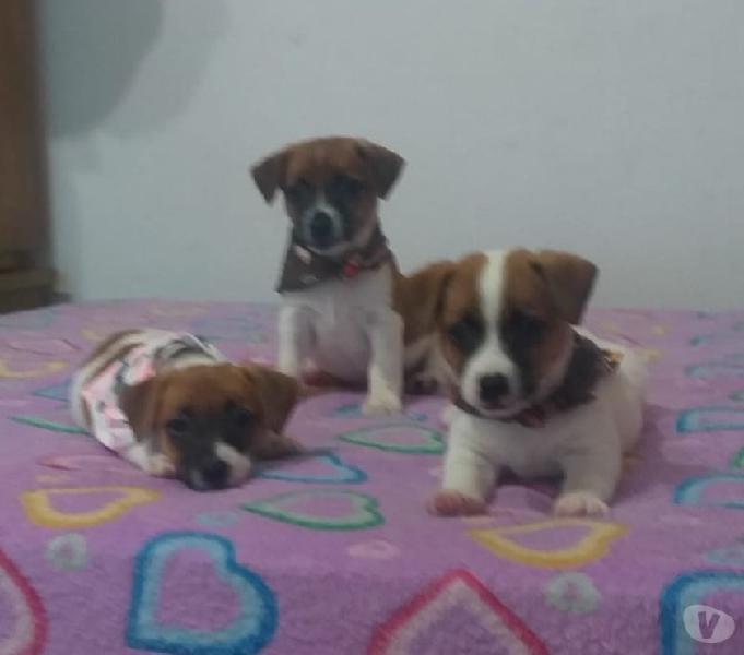 JACK RUSSELL DISPONIBLE